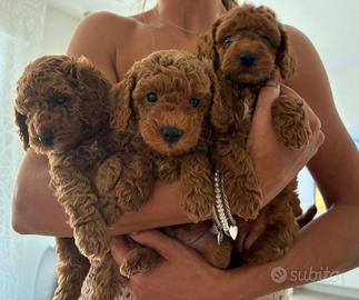 Cuccioli di barboncino