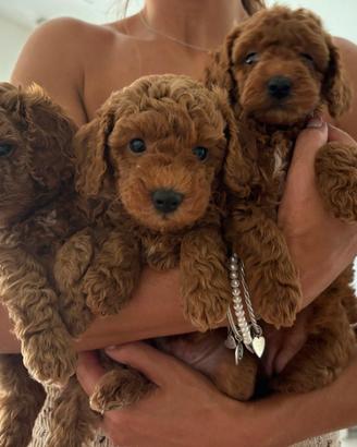 Cuccioli di barboncino