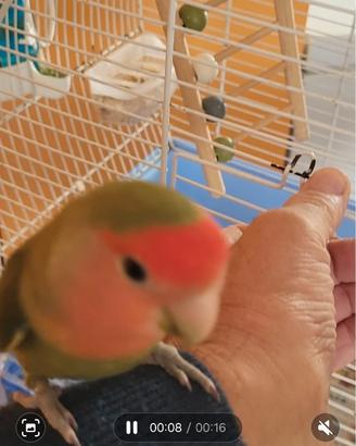 Pappagalli