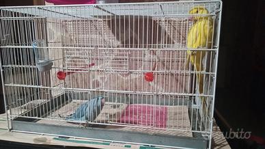 Parrocchetti dal collare