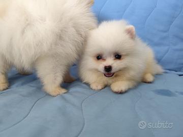 Disponibili cuccioli di volpino spitz