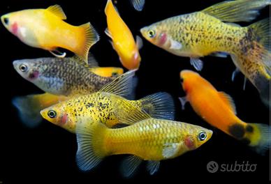 PLATY - MOLLY - PORTASPADA tutte le colorazioni