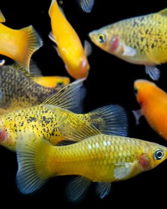 PLATY - MOLLY - PORTASPADA tutte le colorazioni