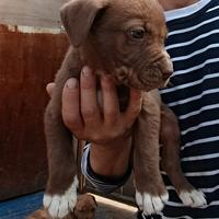 Cucciolo di red nose maschio