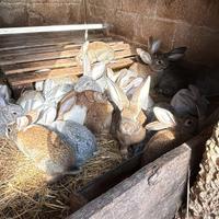 Vendita conigli da allevamento