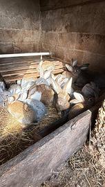 Vendita conigli da allevamento