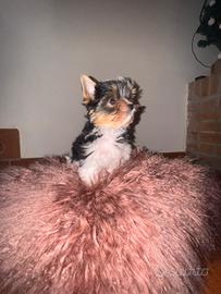Cucciola yorkshire biewer