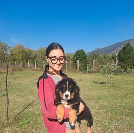 bovaro del bernese 