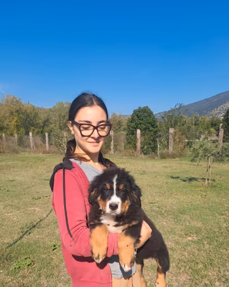 bovaro del bernese 