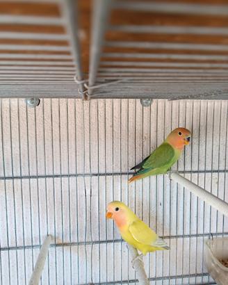 Inseparabili