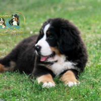 Splendidi cuccioli bovaro del bernese