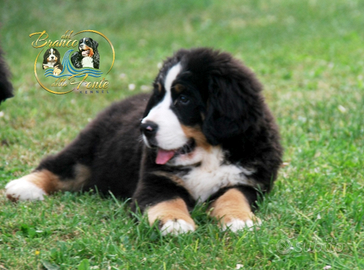 Splendidi cuccioli bovaro del bernese