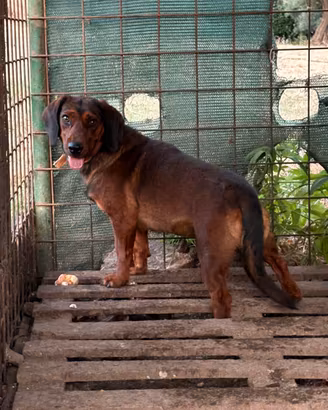 Cane da caccia