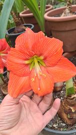 Bulbillo Hippeastrum Orange Queen 