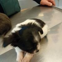 Dolcissima chihuahua Toy