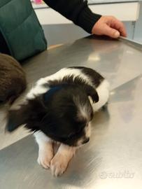 Dolcissima chihuahua Toy