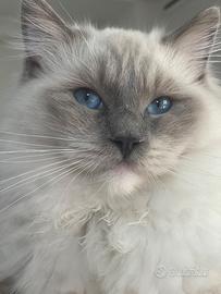 Ragdoll