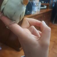Inseparabile allevato a mano