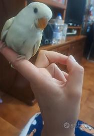 Inseparabile allevato a mano