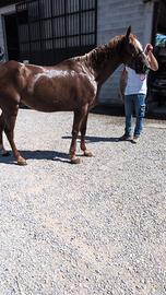 Quarter Horse