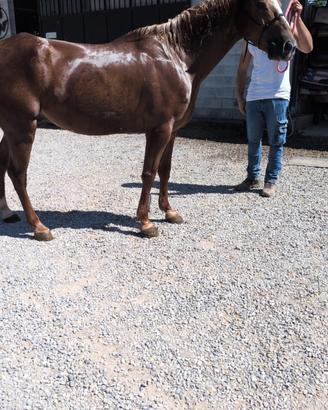 Quarter Horse