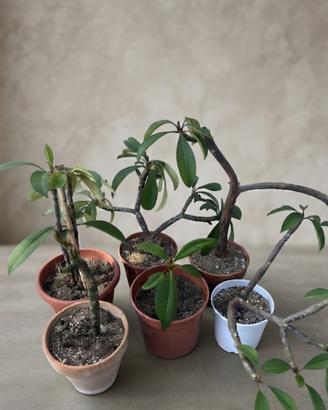 Piante di Pomelia