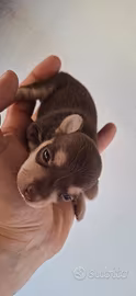Pincher toy mini chocolate