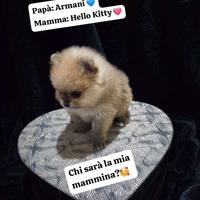 Spitz T.Nano/Pomerania/Pedigree Enci