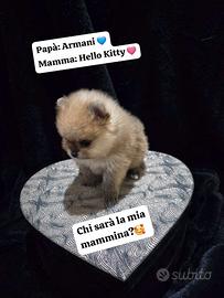 Spitz T.Nano/Pomerania/Pedigree Enci