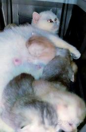 Gattini British Shorthair Tortie colorpoint