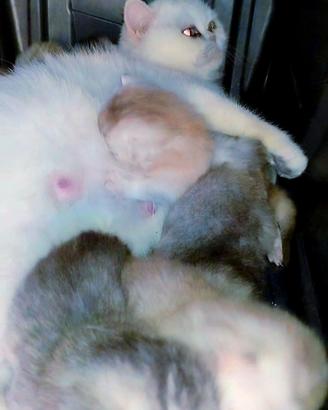 Gattini British Shorthair Tortie colorpoint