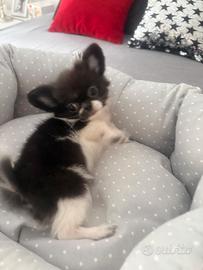 Chihuahua mini stupenda