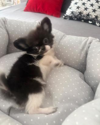 Chihuahua mini stupenda