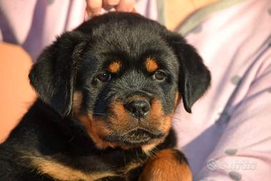 Cuccioli rottweiler con pedigree