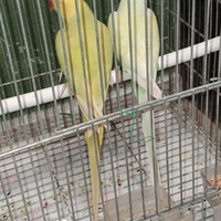 Coppia parrocchetti dal collare mutata