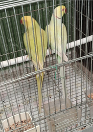 Coppia parrocchetti dal collare mutata