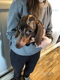 Bassotto arlecchino maschio