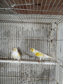 Coppia canarini mosaici