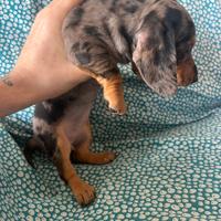 Bassotto kaninchen femmina arlecchino