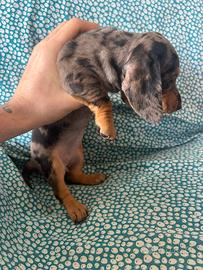 Bassotto kaninchen femmina arlecchino