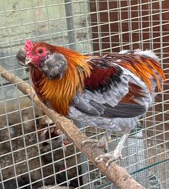 Araucana