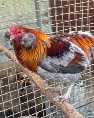 Araucana