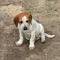 Cucciolo di segugio R.E.G.A.L.O