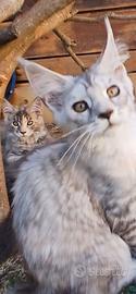 Maine Coon con Pedigree 