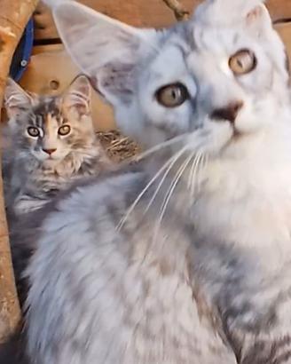 Maine Coon con Pedigree 