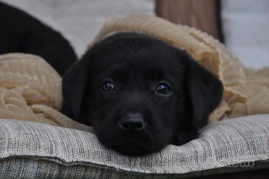 Ultima cucciola di labrador con pedigree enci