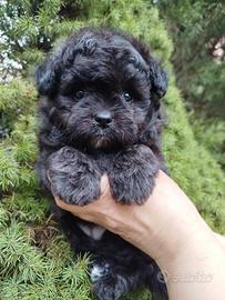 Maltipoo micro