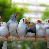 Diamantini (bengalino)