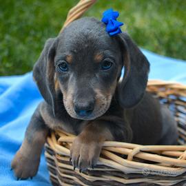 BASSOTTO NANO TEDESCO BLU CUCCIOLI - pag 12 rate