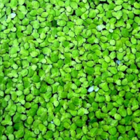 Pianta lemna minor o lenticchia d'acqua